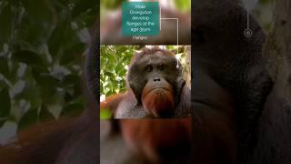 Orangutan Five Facts - Climate Bulletin Series - 9 #deforestation #climatechange