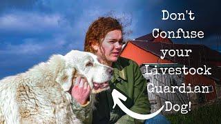 How To Train Your Great Pyrenees Dog To Guard Livestock On The Homestead