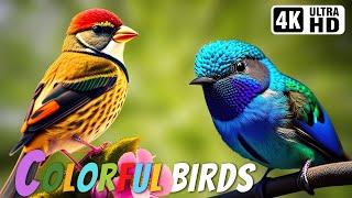 The Most Colorful Birds in the World  Breathtaking Nature & Wonderful Birds Songs  Stress Relief