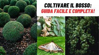 Coltivare il BOSSO un bellissimo arbusto sempreverde - W&A Gardens orto e giardino