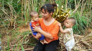 Single mom  Take your two children for a health check-up Harvest sugarcane to sell Family life