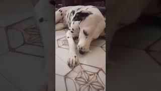 #cutedog #dalmatianlover #dalmatian #doglife #doglover #bixby