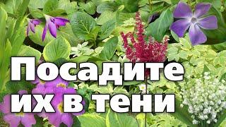 Растения для тенистых мест.   Красивые и неприхотливые