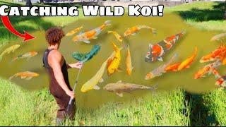 I Found WILD KOI in Muddy Water