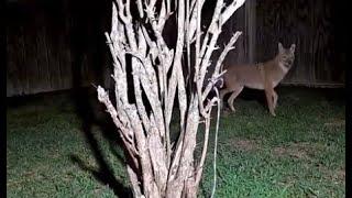 Several Coyotes In Port Aransas Texas Surround A House Chasing A Cat