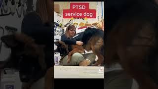PTSD service dog at work Don’t do this