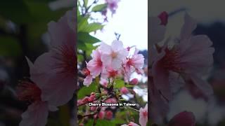 Cherry Blossoms in Taiwan