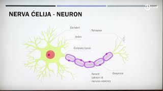 Domaća zadaća za 9. razred Biologija - Nervni sistem