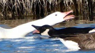 Goose call sounds & activities  White Canada  Leucistic  Domestic  Wild