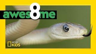 Super Serpents That Slither  Awesome 8