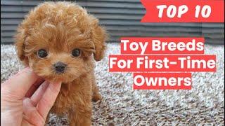 Toy Breeds for First Time Owner Top 10