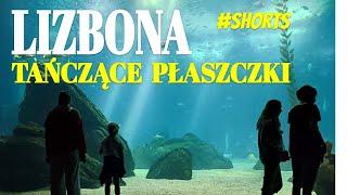 Taniec płaszczek Lizbona oceanarium #shorts