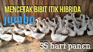 cara mencetak bebek hibrida super