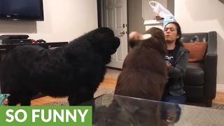 Newfoundland gets jealous of sibling goes on the attack