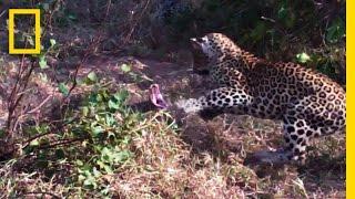 Leopards vs. Python Snake  National Geographic