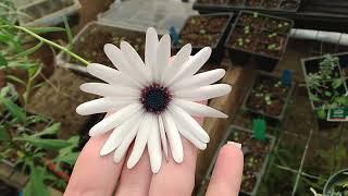 Blue Disc African Daisy Growing Guide Quick Growers Guide For African Daisies