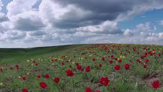 Blooming tulips in 4k. Wild steppe tulips. Spring primroses. Footages of flowers. Relax video.