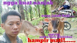 Angon sapi Bali#anak  rambon#hasil persilang induk Bali dan sapi limousin