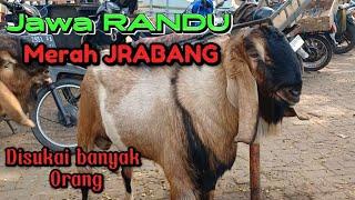 UPDATE HARGA KAMBING TERBARU‼️HARI INI SAPTU 3 AGUSTUS 2024 DI PASAR KAMBING WLINGI BLITAR JATIM