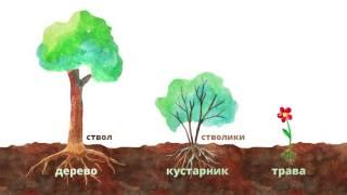 19. Строение растений. Часть 2