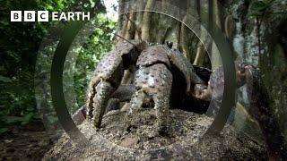 The Colossal Coconut Crab  South Pacific  BBC Earth