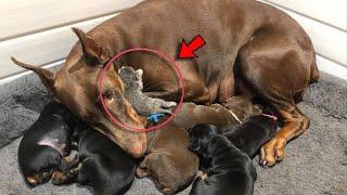 A Stray Kitten Was Placed Next to a Dog With Puppies  Her Reaction Will Surprise You
