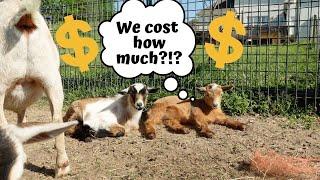 HOW MUCH DOES A BABY GOAT COST? Do the baby goats COVER the FARM COST for the YEAR?