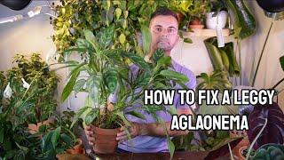 how to fix a leggystretched aglaonema with results + propagation the cut portions