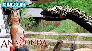 Face To Face With A Giant Anaconda  Anaconda 3 Offspring  CineStream