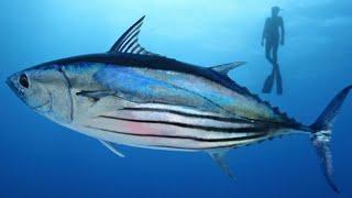 Fastest Big Tuna Fish Cutting Skills In Fish Market  Fish Cutting Skills