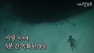 Earths mystery blue hole and the mysterious creature in the video of the diver who died