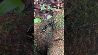 Wild dart frog breeding behavior