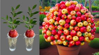 Super Special Technique for Propagating Apples With Aloe Vera how to growing apples trees