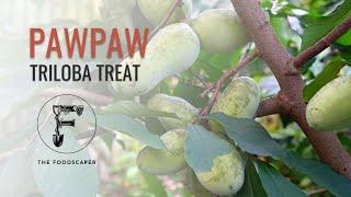 Triloba Treat Pawpaw