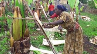 Traditional Enset Processing Practices  in Gamo Highlands of Ethiopia