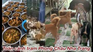 Toàn Cảnh trạm cứu hộ Chó Mèo Phong Châu Nha Trang  mời cả nhà xem hết clip