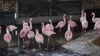 Lesser flamingo contact calls