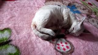 Роды Девон Рекс первый пошел часть 2 -Childbirth Devon Rex first went