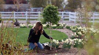 Planting Two Interesting Varieties of Birch Tree   Garden Answer