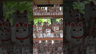 Ever Seen a Cat Shrine in Tokyo Japan?