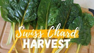 Swiss Chard in Containers  Harvest & Swiss Chard Recipe