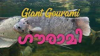 Giant Gourami  Full detail review in malayalam