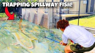 Trapping SPILLWAY Filled With TONS Of AQUARIUM FISH