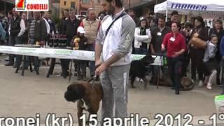 1° Gara esposizione cani Cotronei 15.04.2012 -  www.telecondelli.com 20.04.2012