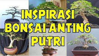 INSPIRASI BONSAI ANTING PUTRI