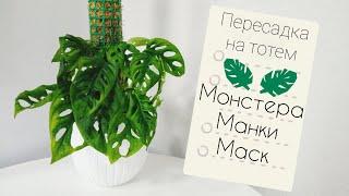 Сажаю Монстеру Манки Маск на тотем с фитильныи поливом. Как я делаю тотемы? Забыла черенки в воде 