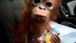 Baby orangutan rescued after being kept as a pet