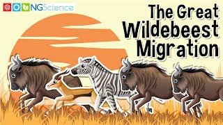 Wildebeest Migration