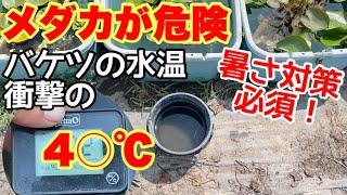 バケツの水温4〇℃！最高気温40℃！メダカが危険！必ず暑さ対策してください！メダカ睡蓮ビオトープ