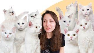 7 Facts You Didnt Know About White Cats